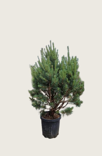 Tall kruka Välgrenad | Plantinavia