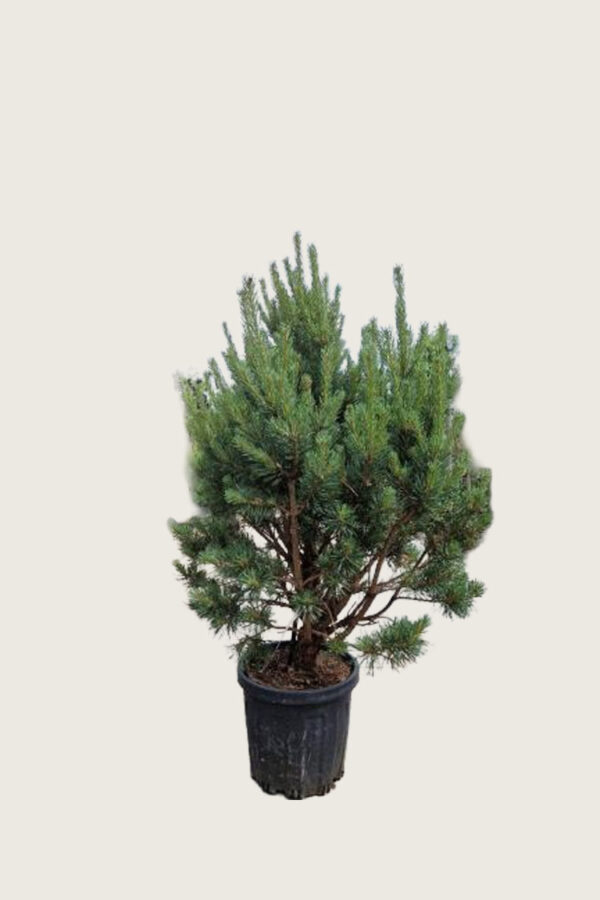 Tall kruka Välgrenad | Plantinavia