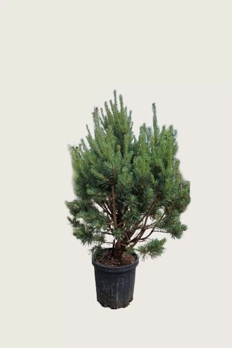 Tall kruka Välgrenad | Plantinavia