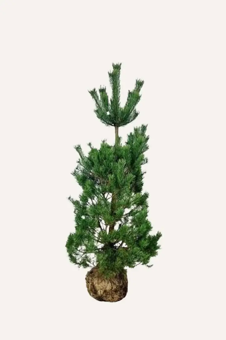 Tall Rotklump Välgrenad | Plantinavia