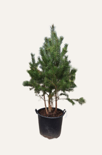 Tall Kruka Välgrenad | Plantinavia