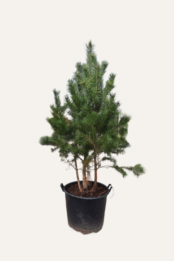 Tall Kruka Välgrenad | Plantinavia