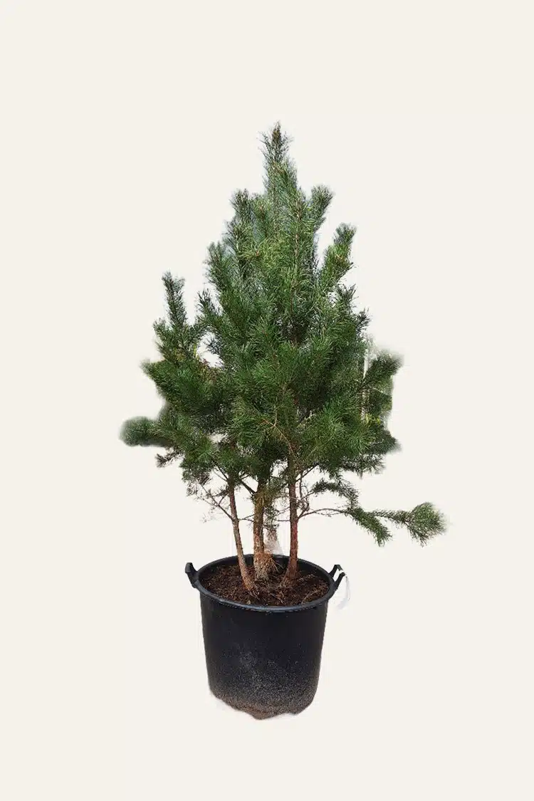 Tall Kruka Välgrenad | Plantinavia