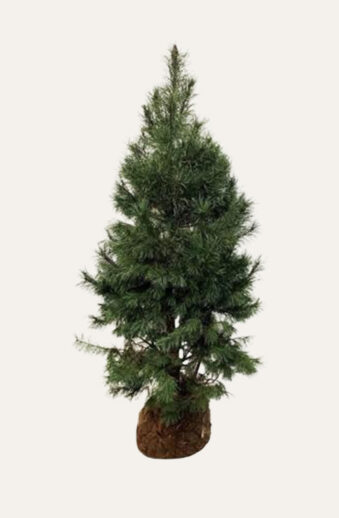 Tall Rotklump Välgrenad | Plantinavia