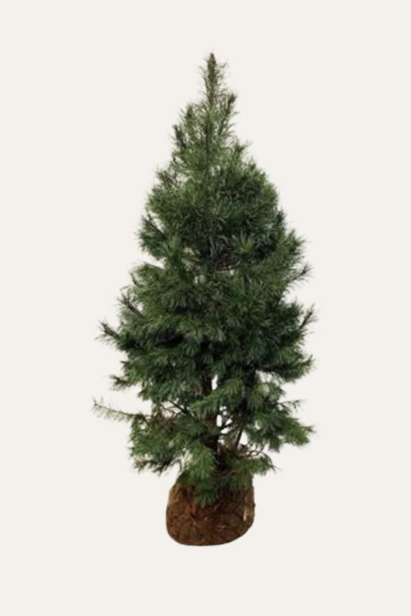 Tall Rotklump Välgrenad | Plantinavia