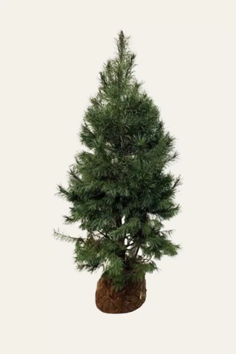 Tall Rotklump Välgrenad | Plantinavia