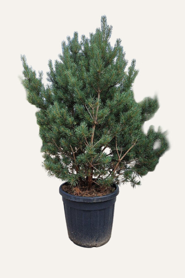 Tall Kruka Välgrenad | Plantinavia