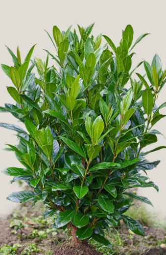 Lagerhägg-Bonaparte-Färdig-häck-Välgrenad