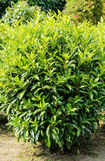 Lagerhägg-Caucasica-Färdig-häck-Välgrenad