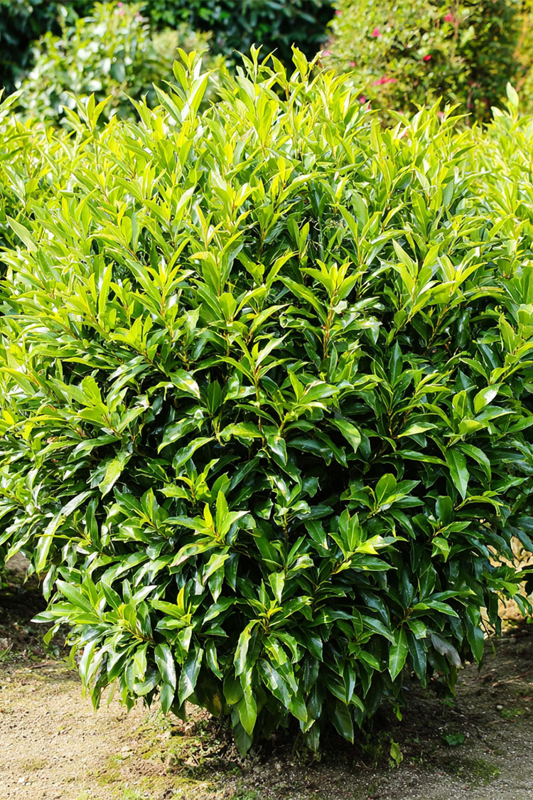 Lagerhägg-Caucasica-Färdig-häck-Välgrenad