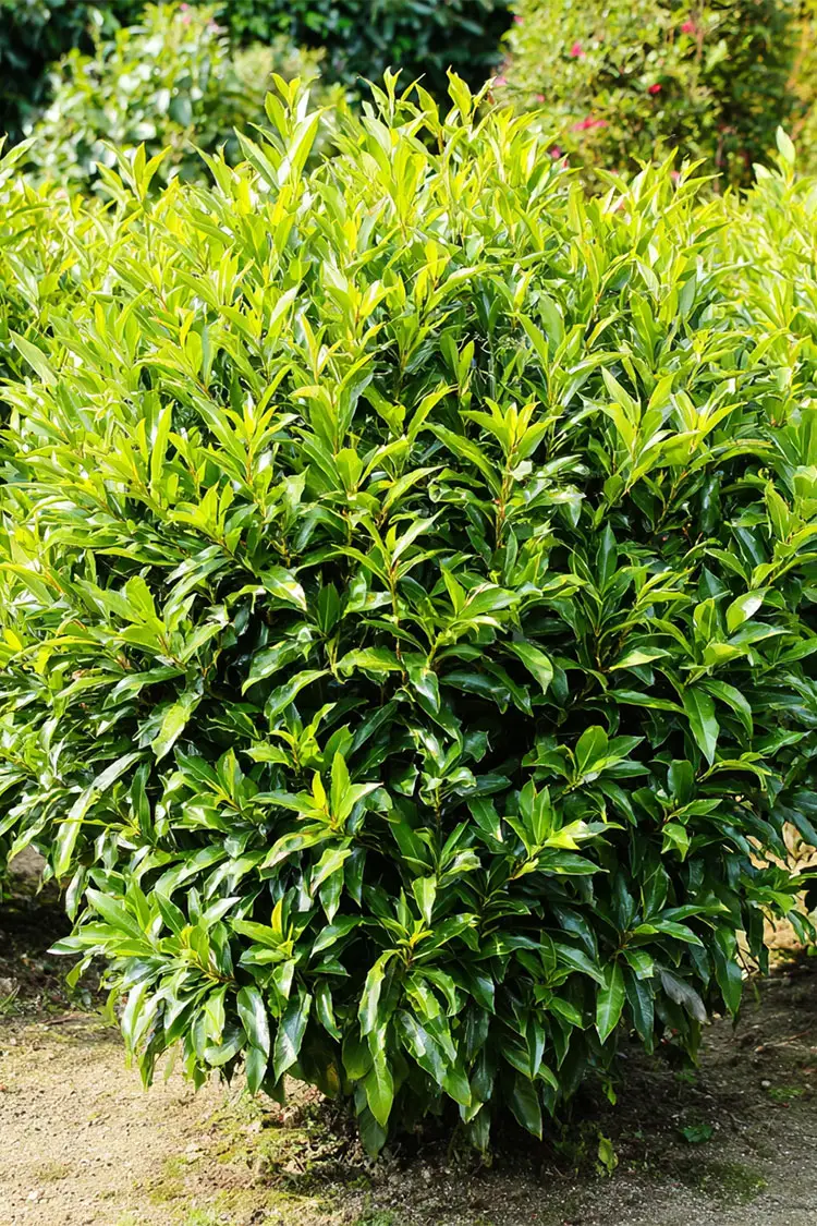 Lagerhägg-Caucasica-Färdig-häck-Välgrenad