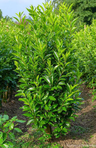 Lagerhägg-Elly-Färdig-häck-Välgrenad