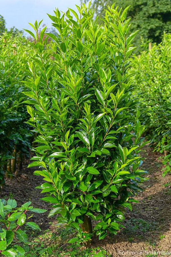 Lagerhägg-Elly-Färdig-häck-Välgrenad