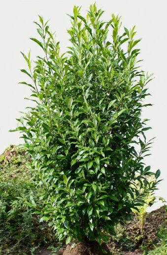 Lagerhägg-Genolia-Färdig-häck-Välgrenad