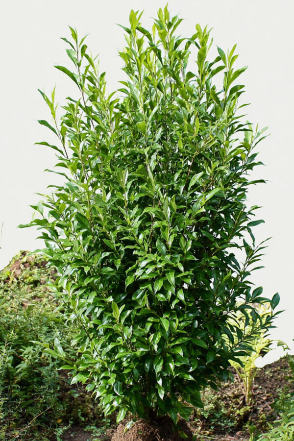 Lagerhägg-Genolia-Färdig-häck-Välgrenad