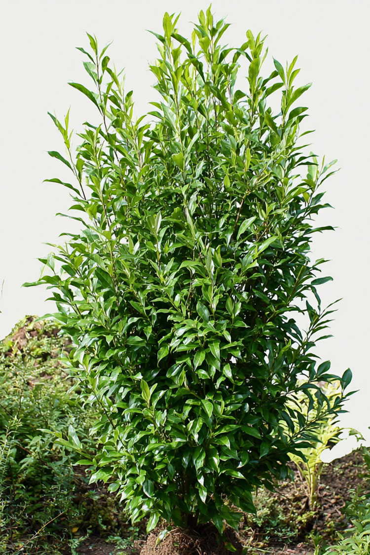 Lagerhägg-Genolia-Färdig-häck-Välgrenad