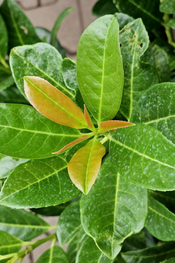 Lagerhägg Bonaparte