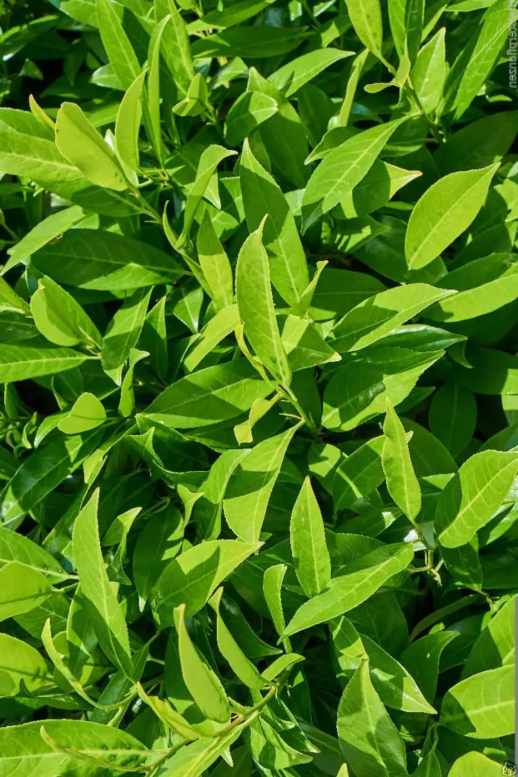 Lagerhägg Caucasica