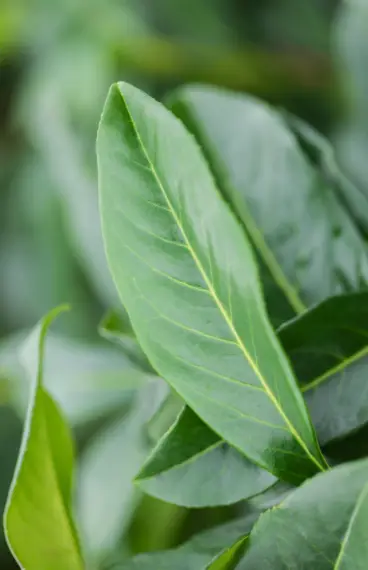 Lagerhägg Genolia