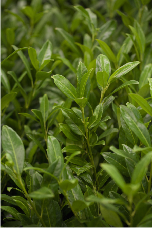 Lagerhägg Herbergii