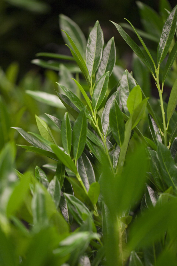 Lagerhägg Otto-Luyken