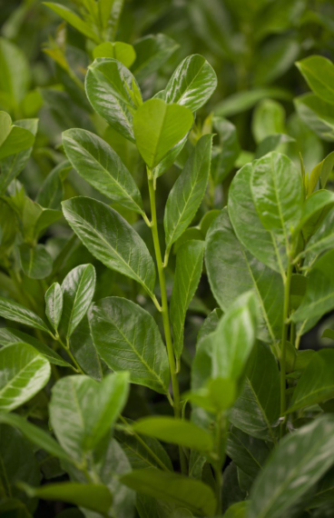 Lagerhägg Rotundifolia