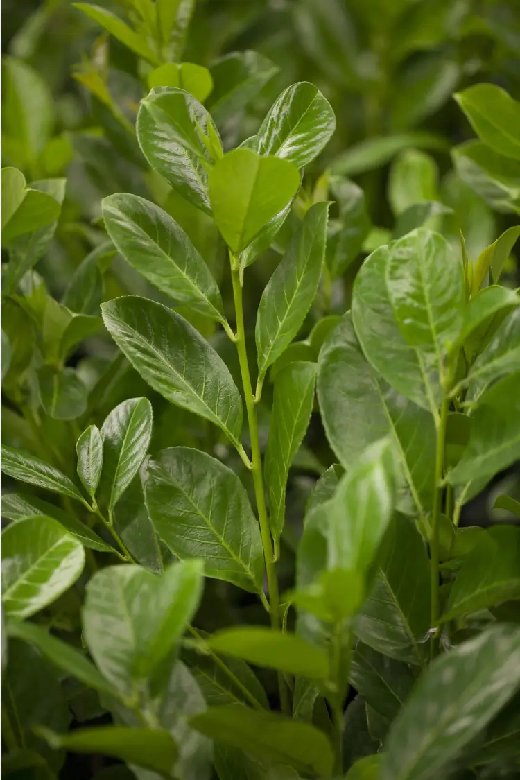 Lagerhägg Rotundifolia
