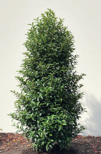 Portugisisk lagerhägg angustifolia