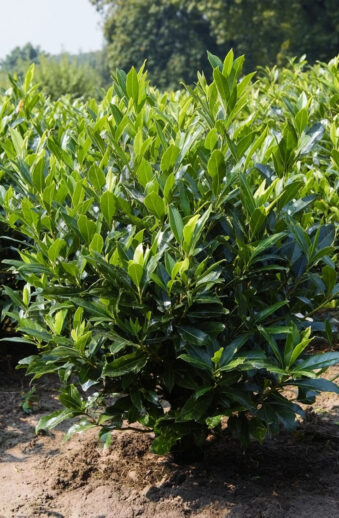 Lagerhägg Otto-Luyken