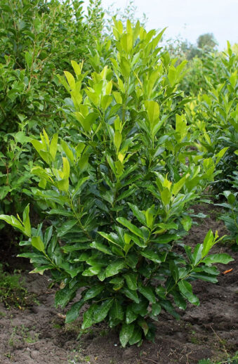 Lagerhägg-Rotundifolia-Färdig-häck-Välgrenad