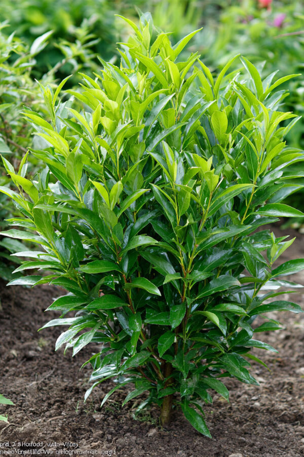 Lagerhägg-Titan-Färdig-häck-Välgrenad