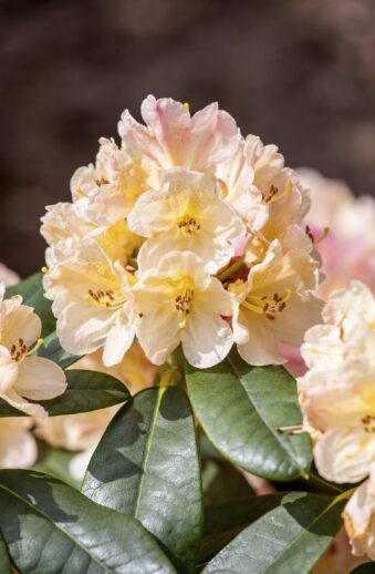 Rhododendron yakushimanum