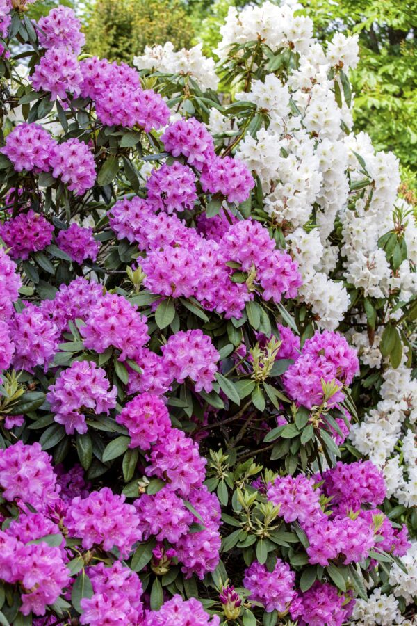 Blandad rhododendron