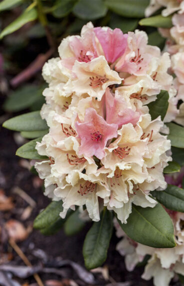 Rhododendron yakushimanum