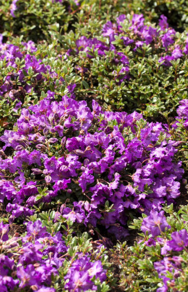Blandad rhododendron