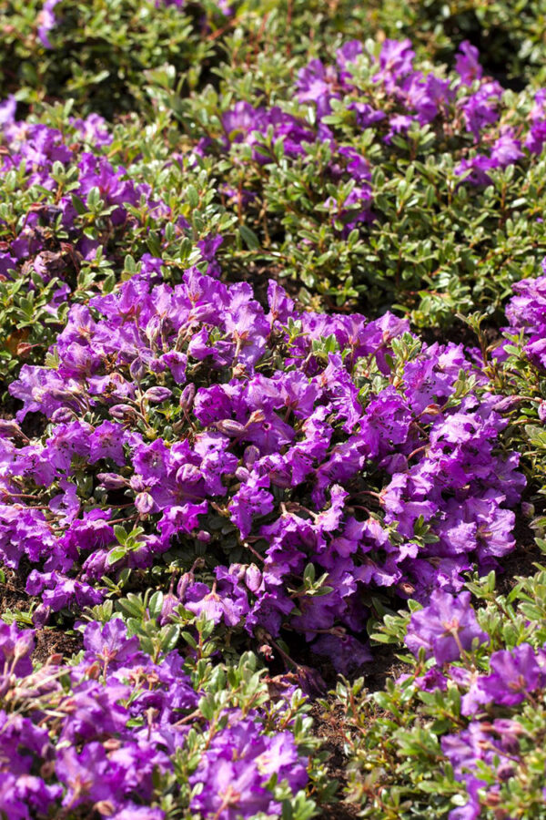 Blandad rhododendron