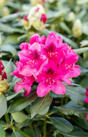Röd Rhododendron