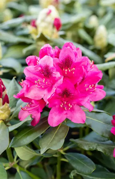 Röd Rhododendron