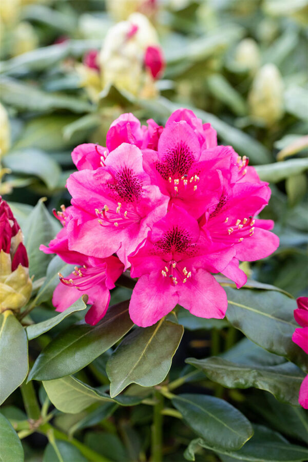 Röd Rhododendron