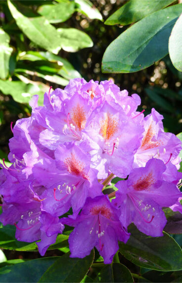 Mörklila Rhododendron