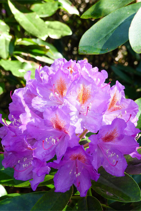 Mörklila Rhododendron