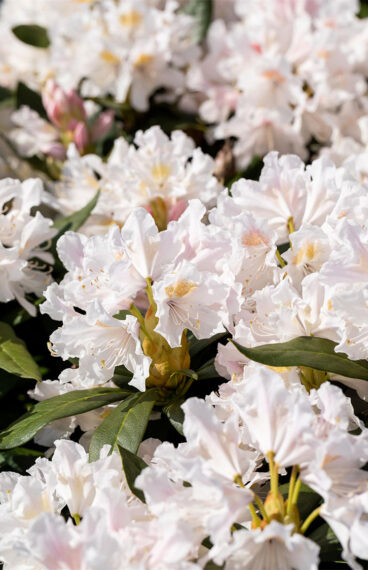 Vit Rhododendron