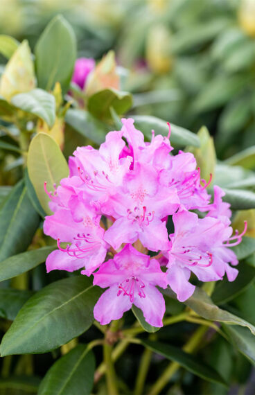 Rosa Rhododendron