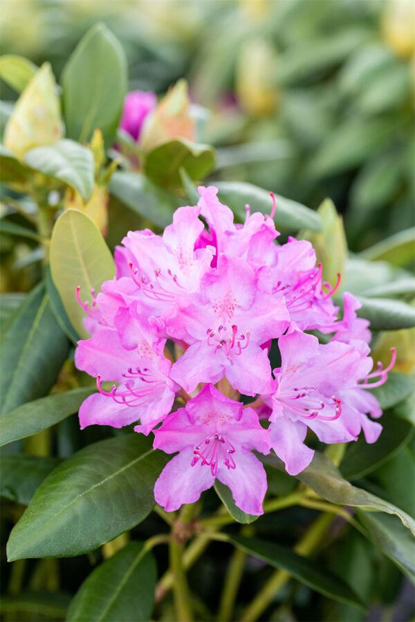Rosa Rhododendron