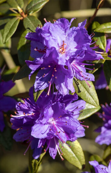 Dvärgrhododendron
