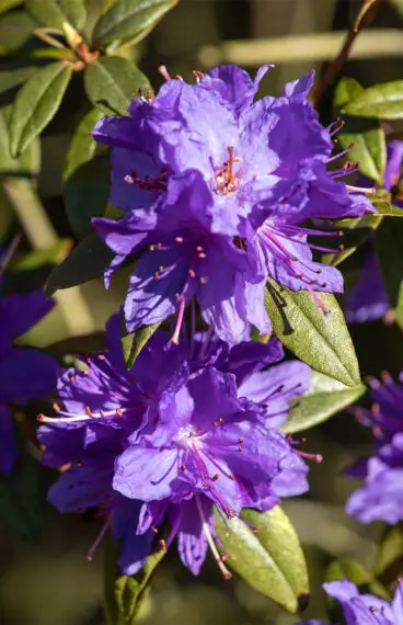 Dvärgrhododendron