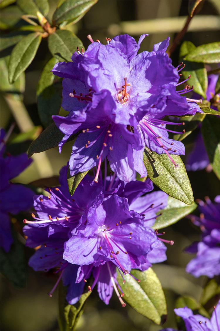 Dvärgrhododendron