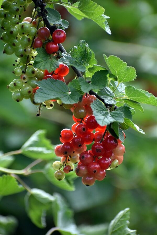 Ribes Alpinum