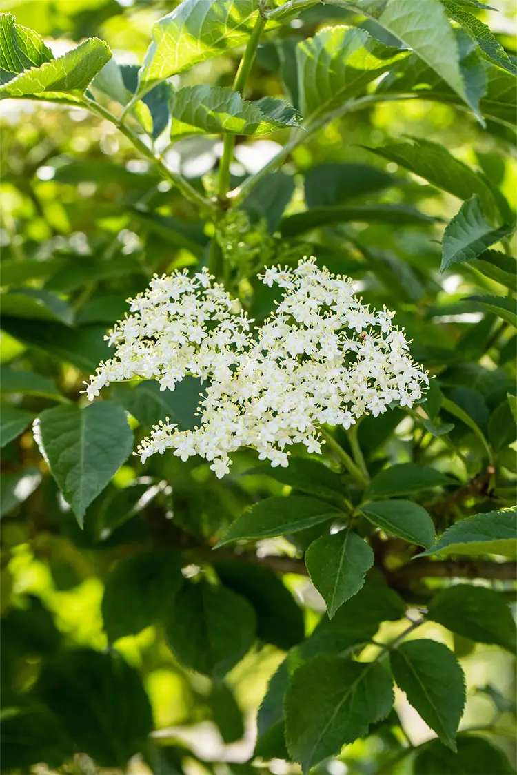 Fläder