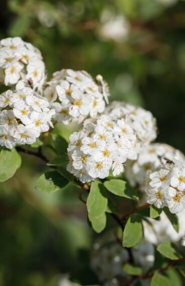 Bukettspirea